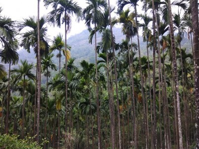 37.5 Acres of yielding Areca nut plantations for sale at Nilambur, Malappuram
