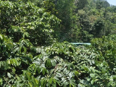 2 Acres of Agricultural land for sale at Mananthavady, Wayanad