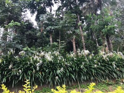 Estate for Sale in Palakkad, Kerala