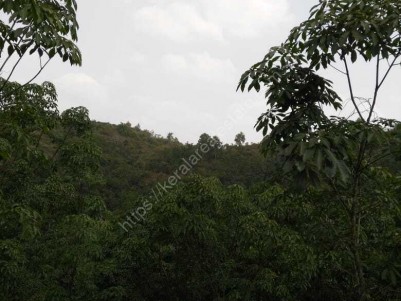5.3 Acres of Plantation for sale at Manjeswaram,Kasargod