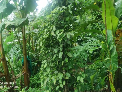Plantation with Farm House for sale at Thopramkudy,Idukki
