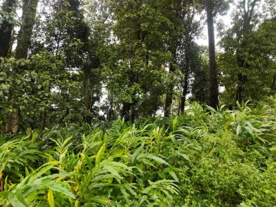 25 Acre cardamom plantation for sale at Munnar,Idukki