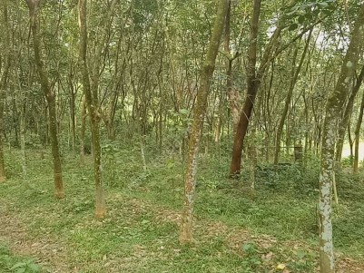 50 Cent Land with Rubber Plantation Ideal for House Construction at Arayankavu,Kottayam