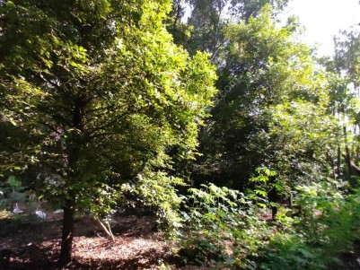 140 സെന്റ് പുരയിടം for sale @ Elavoor, Ernakulam