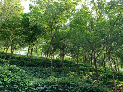 8.5 Acres of Land for Sale at Kozhuvanal, Kottayam