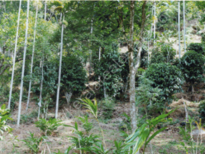 15 Acres of Land with 5 BHK  House  for Sale at Thokkupara, Munnar