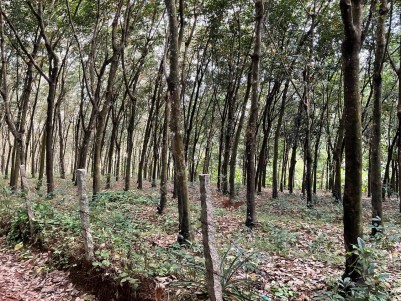 1.59 Acre of Rubber Plantation for Sale at Anchal, Kollam