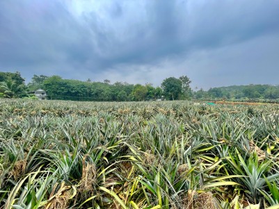  Land (Purayidom) for Sale at Kalloor in Kalloorkkad Panchayath, Muvattupuzha