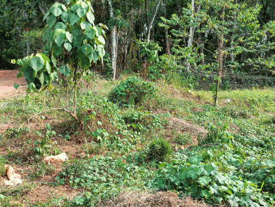 Land for Sale at Pattimattom, Ernakulam 