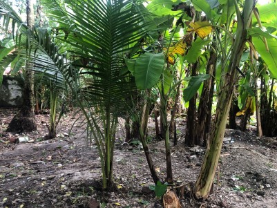 Land for Sale at Kacheripadi, Palluruthy, Ernakulam