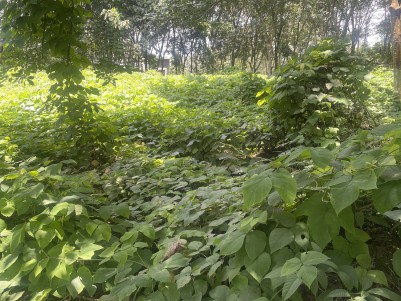 40 Cents of Residential Land for Sale at Kizhakkambalam, Ernakulam  