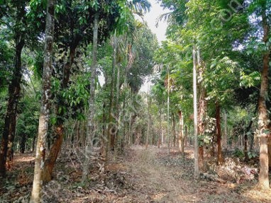 Land for Sale at Anjukunnu, Mananthavady, Wayanad