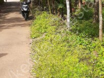 Land for Sale at Perumbavoor, Ernakulam