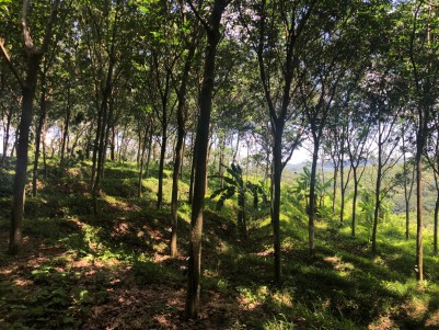 Rubber Plantation for Sale at Nilamel, Kollam