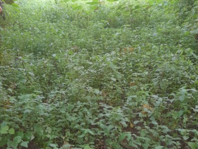 Land for Sale near Perumbavoor, Ernakulam