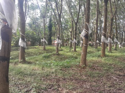Rubber Plantation for Sale in Chengannur, Alappuzha