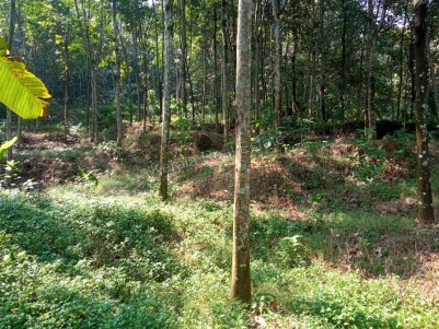 Rubber Plantation for Sale at Methala, Perumbavoor, Ernakulam
